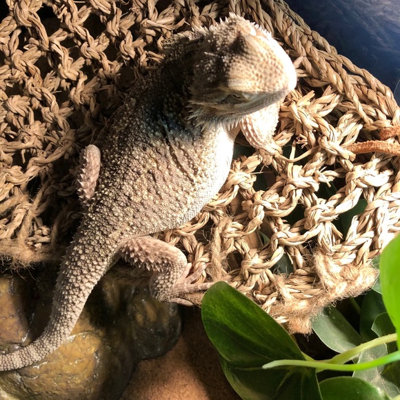 Meet your Posher, Liz - Picture 1 of 1